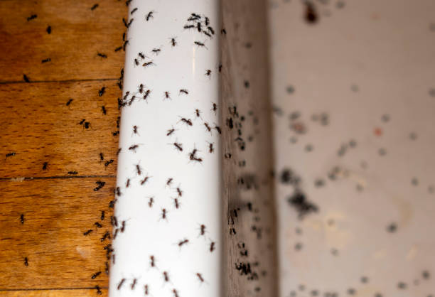 Best Termite Control Services  in Sawyerwood, OH