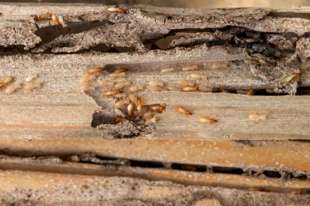 Best Bed Bug Extermination  in Sawyerwood, OH